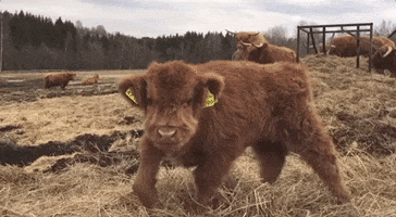 Baby Cow GIF