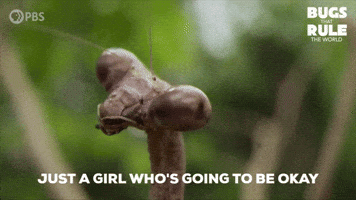 Praying Mantis Ok GIF by PBS
