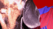 OfficialShots dog craig tanner aldershottown GIF