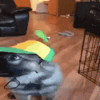 Cool Dog GIF