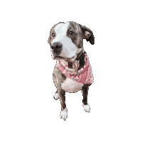 Winter Dog Sticker by Geekster Pets