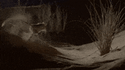jump run GIF by BBC Earth