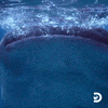 Whale Shark Water GIF by Shark Week