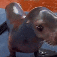 Sea Lion Seal GIF