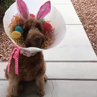 Delightful Dog Rocks the 'Cone of Shame' for Easter