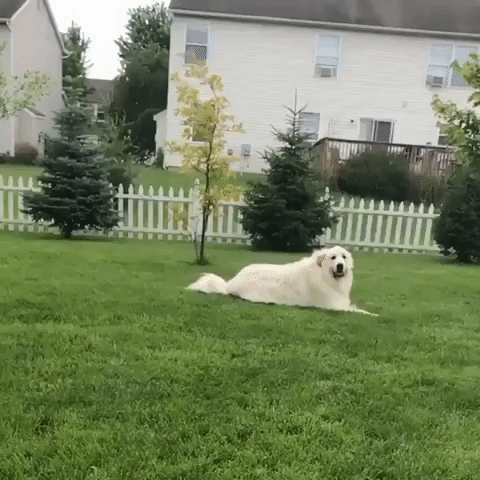 Relaxed Dog Does Not Want to Move for Frisbee