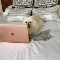 hilariadulcinea mood lifestyle cute dog funny dog GIF