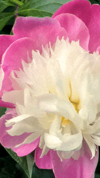 Good Morning Love GIF
