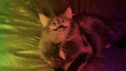 Cat GIF by Mstokie50