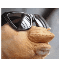 My Face When They Are Wrong GIF by FlySMarketing.com