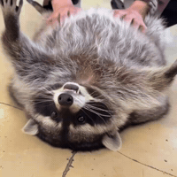 Happy Pets GIF by Respective