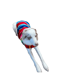 Dog Puppy Sticker by Matet's Kitchen