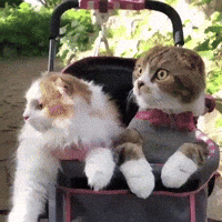 Video gif. Two cats sit in a stroller and duck their heads in unison to hide from something, revealing a third orange cat curled up in the same stroller at the back.