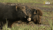 savage kingdom big cat week GIF by Nat Geo Wild 