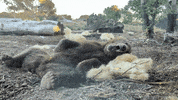Tired Bear GIF by Oakland Zoo