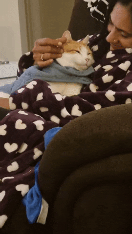 Cuddling cat