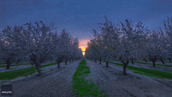 Drone Footage Shows Almond Blossoms Blooming in California