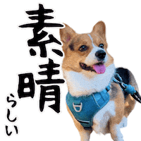 Corgi Wow Sticker
