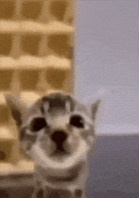 Cat Fall GIF