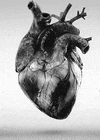 Video gif. Black-and-white video of human heart pulsating.