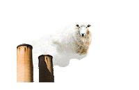 Smoke Environment Sticker by 42 BELOW