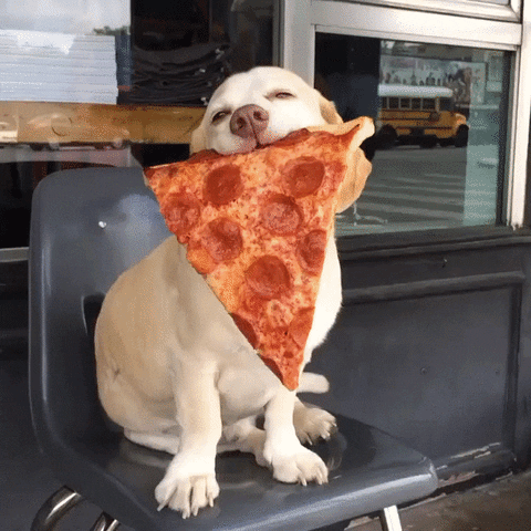 Video gif. Sitting on a chair, a blonde puppy proudly holds a big slice of pepperoni pizza in its mouth with its eyes half-closed.