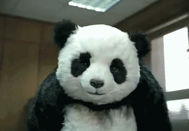 panda GIF