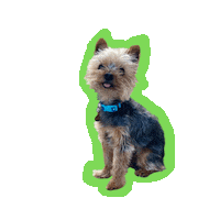 Buddy Bear Yorkie Sticker by Paws & Obey Dog Training