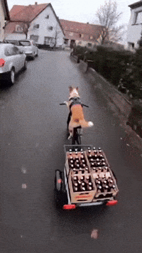 Dog Hund GIF