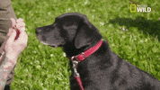 pupparazzi puppy potty face GIF by Nat Geo Wild