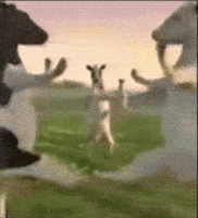 Cow Dancing GIF