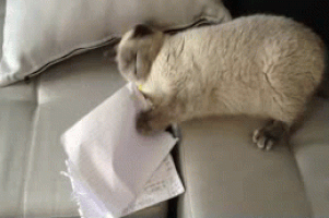 homework GIF