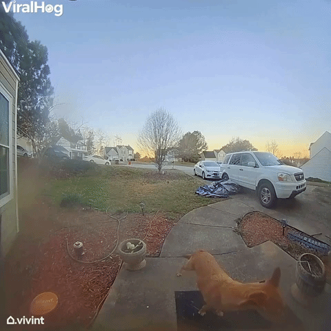 My Dog Knows How to Ring the Doorbell