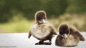 duck awww GIF