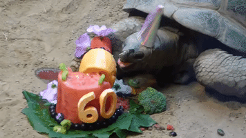 Tortoise Shell-ebrates 60th Birthday in Style at Pennsylvania Zoo