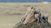 nat geo big cat week GIF by Nat Geo Wild 