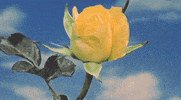 Flower Rose GIF