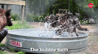 Wolf Pups In A Bubble Bath