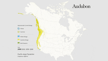 pacific-slope flycatcher GIF by audubon