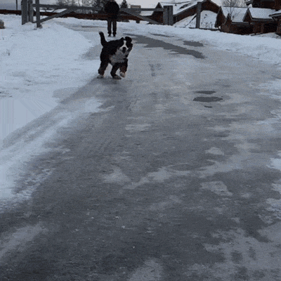 Video gif. A silly dog runs on ice before losing his footing and sliding down the road. 