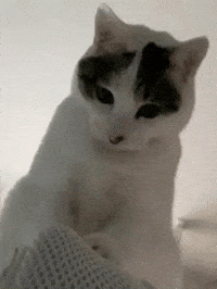 Yrk GIF