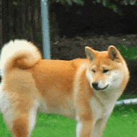 dog GIF