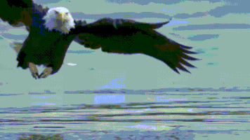 eagle salmon GIF