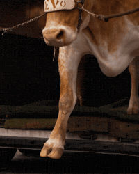 Ut Austin Bevo GIF by Texas Longhorns