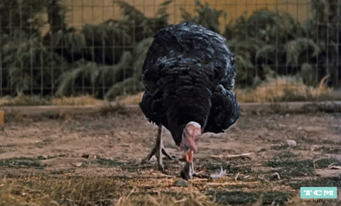 Hungry Food GIF by Turner Classic Movies