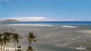 Palm Trees Beach GIF by Hallmark Channel