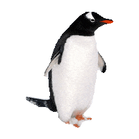 penguin Sticker