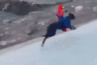 Spiderman Dog Running GIF