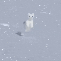 Hop Cute Animal GIF by Respective