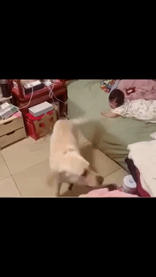 cuteanimalland giphyupload GIF